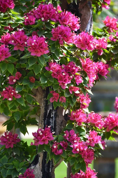 Bougainvillea blommor blomma — Stockfoto