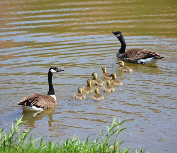 Famille de canards dans un étang — Photo