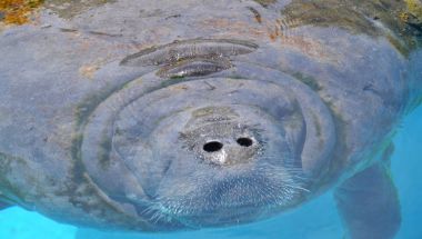 Manatee portresi yakın çekim