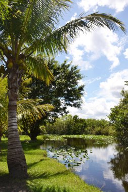 Everglades tropikal peyzaj