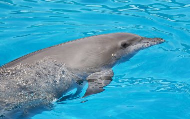 Yunus portre yakın çekim