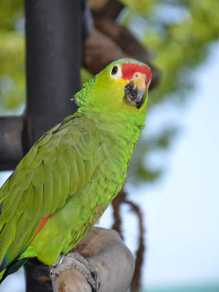 Pappagallo brasiliano verde — Foto Stock