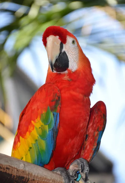 Portret van Ara Amazonepapegaai — Stockfoto