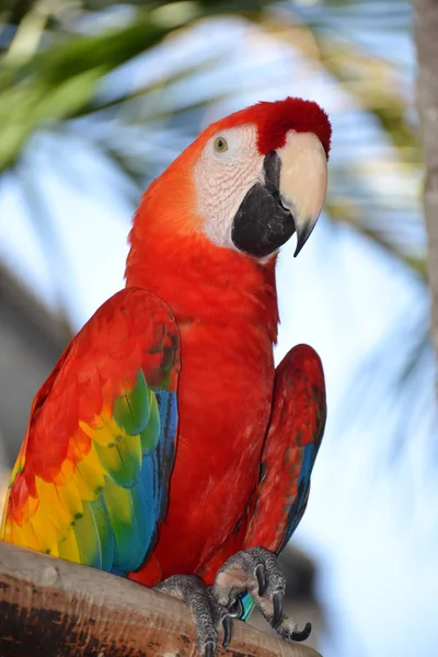 Amazon Amerika papağanı papağan portresi — Stok fotoğraf
