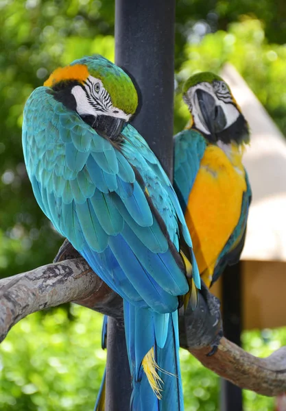 Porträtt av Amazon Ara papegoja — Stockfoto