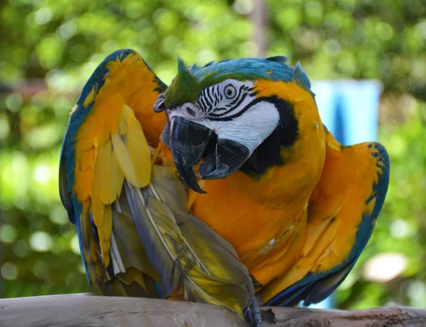 Portrait of Amazon macaw parrot — Stock Photo, Image