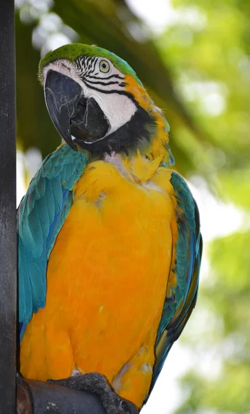 Портрет амазонского попугая — стоковое фото