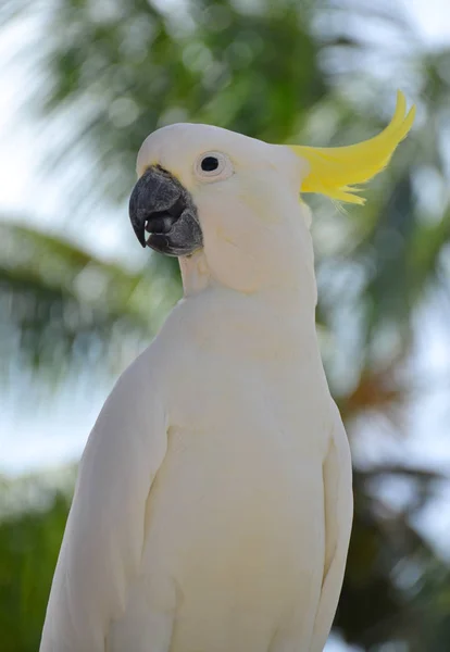 Серохохлый какаду - белый попугай — стоковое фото