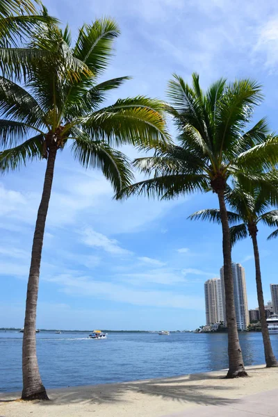 Dlaně na Miami beach, Florida — Stock fotografie