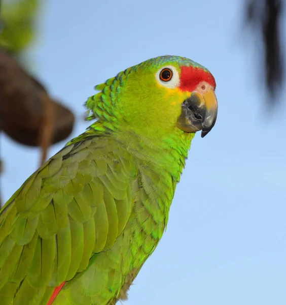 Groene Braziliaanse papegaai — Stockfoto