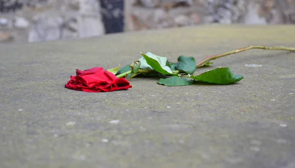 Röd Ros Blomma Stenen — Stockfoto