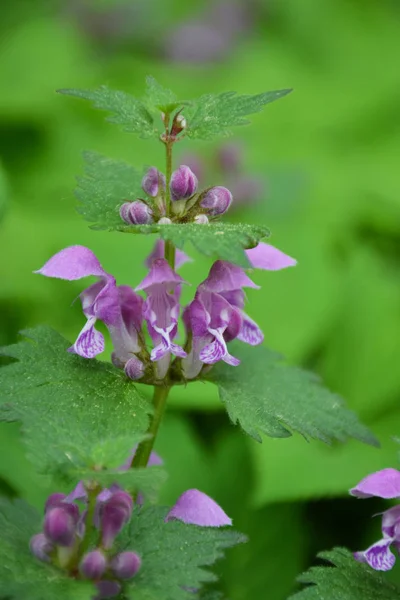 Wilde Lila Blumen Auf Einem Feld — Stockfoto