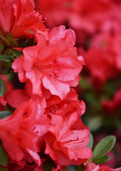 Close Red Flowers — Stock Photo, Image