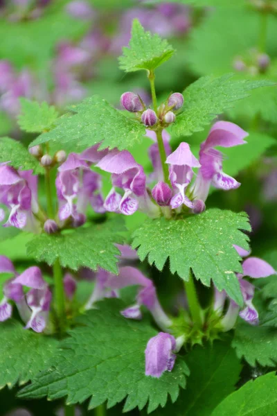 Wilde Lila Blumen Auf Einem Feld — Stockfoto