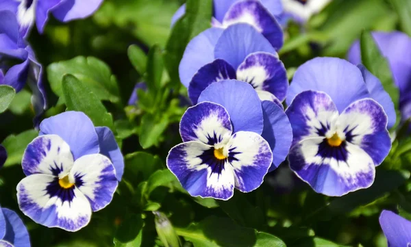 Close Pansies — Stock Photo, Image