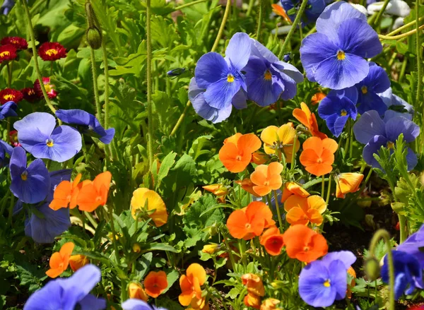 Område Farverige Blomster - Stock-foto