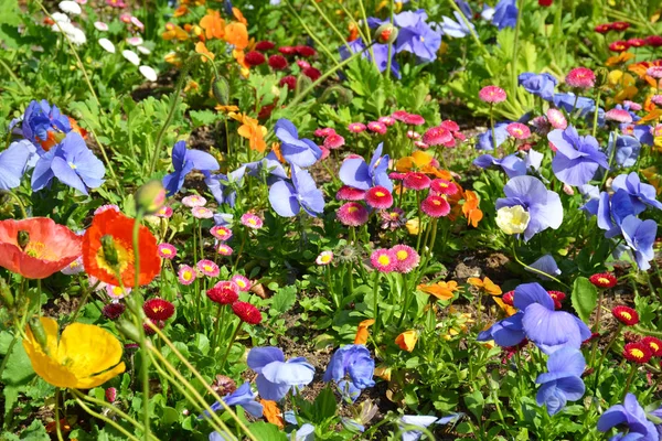 Feld Der Bunten Blumen — Stockfoto