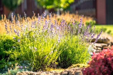 güzel manzara tasarımı