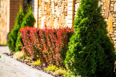 güzel manzara tasarımı