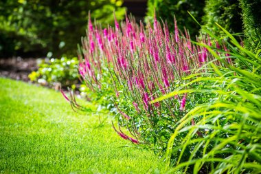 güzel manzara tasarımı