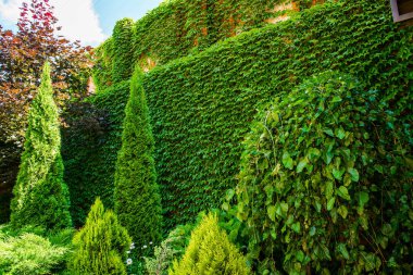 güzel manzara tasarımı