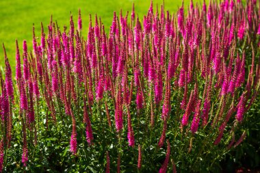 Güzel arka bahçe peyzaj tasarımı. Renkli ağaçlar və dekoratif çalılar taş kesilmiş