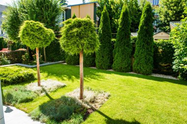 Güzel arka bahçe peyzaj tasarımı. Renkli ağaçlar və dekoratif çalılar taş kesilmiş