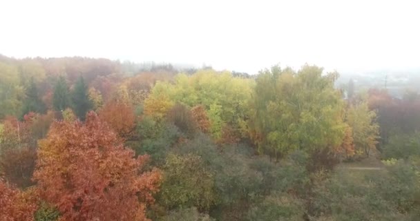 Kuş-göz. Uçan güzel Orman ağaçları bitti. Kvadrokoptera ile Syomka. — Stok video