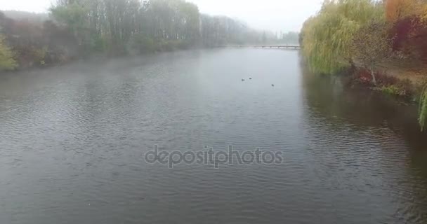 Oeil d'oiseau. Survoler de beaux arbres forestiers . — Video