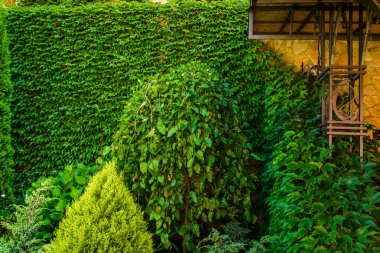 Güzel bitkilerle güzel bir peyzaj