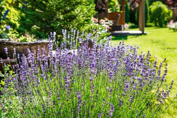 Hermoso paisaje con hermosas plantas —  Fotos de Stock