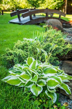 Güzel bitkilerle güzel bir peyzaj
