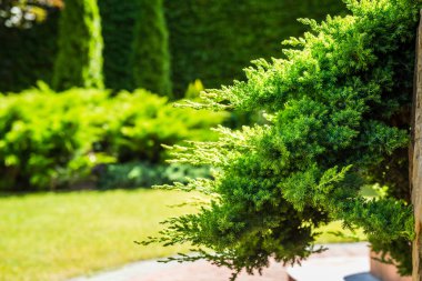 Güzel bitkilerle güzel bir peyzaj