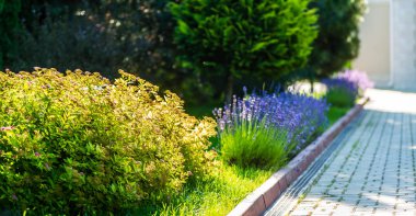 Güzel bitkilerle güzel bir peyzaj