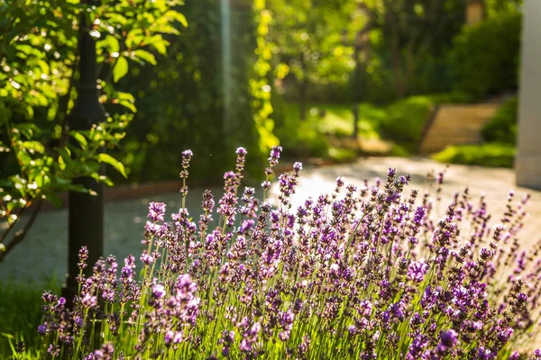 Imágenes: jardines hermosos descargar | hermosos jardines con hermosas