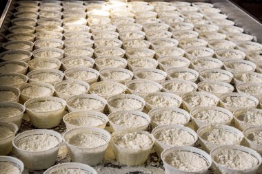 Ricotta peynir üretimi atölye