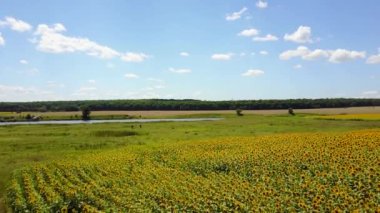 4k çiçek açan ayçiçeği ve bulutlu gökyüzü