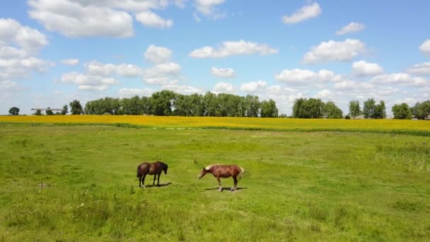 在草地上吃草的马 — 图库视频影像