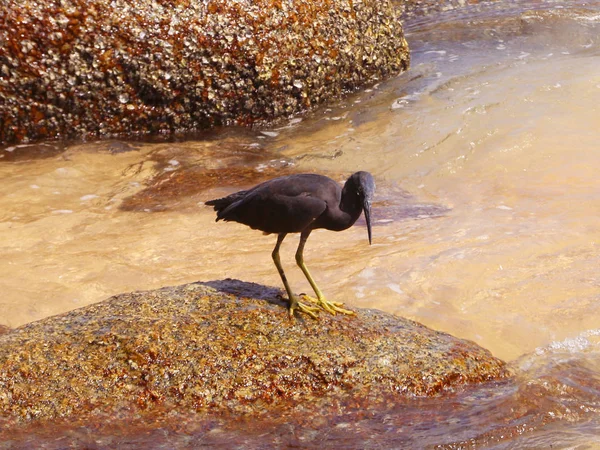 Pacific Reef Heron Também Conhecido Como Garça Recife Oriental Garça — Fotografia de Stock