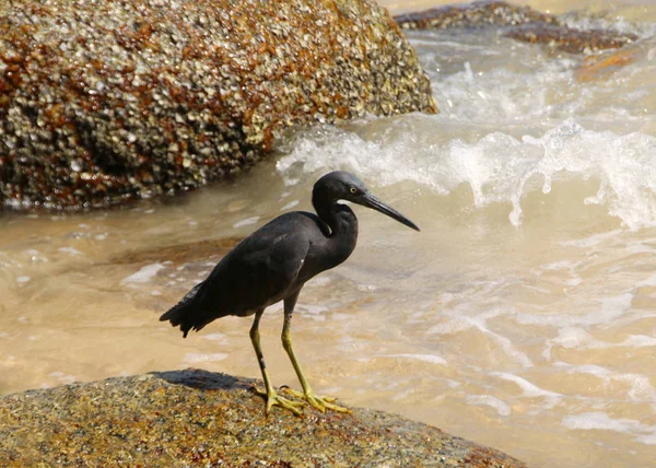 Pacific Reef Heron Também Conhecido Como Garça Recife Oriental Garça — Fotografia de Stock