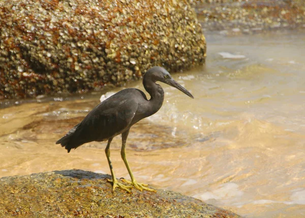 Stillahavsrev Heron Även Känd Som Östra Revheron Eller Östra Revegret — Stockfoto