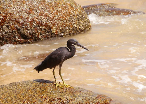 Pacific Reef Heron Também Conhecido Como Garça Recife Oriental Garça — Fotografia de Stock