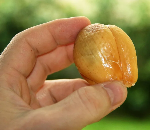 Peeled salak fruit, snake fruit, sallaca closeup view