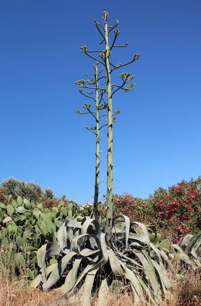 Agave Planta Século Rodes Grécia — Fotografia de Stock