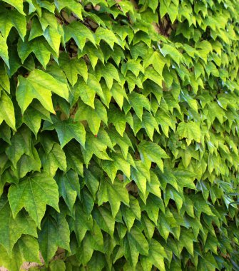 Duvarda sarmaşık, sarmaşıkla kaplı bir duvar.