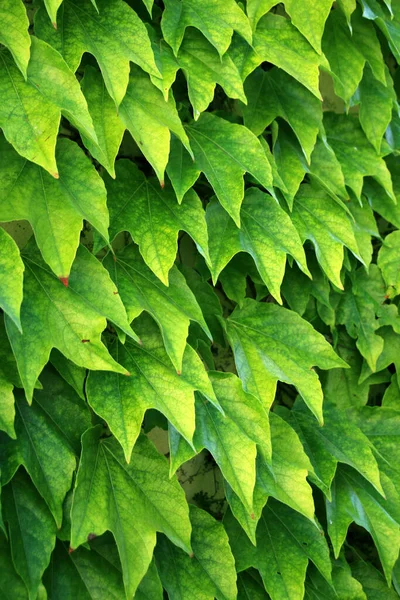 Ivy Wall Ivied Wall Covered Ivy — Stock Photo, Image