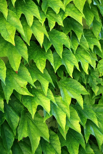 Ivy Wall Ivied Wall Covered Ivy — стоковое фото