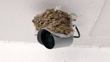 Swallow nest on the top of a security camera clipart