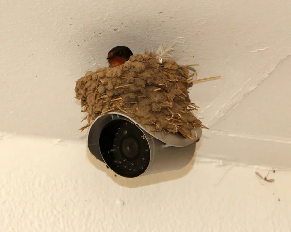 Swallow nest on the top of a security camera
