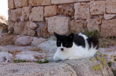 Siyah beyaz kedi, Mandraki Limanı, Rodos, Yunanistan